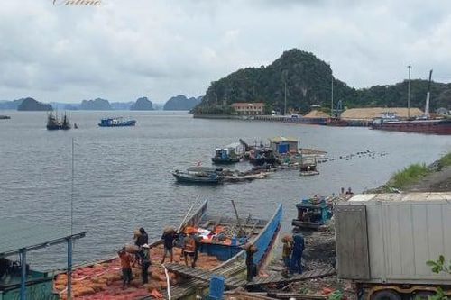 Ngư dân 'trúng mánh' sò nhám ở biển Quảng Ninh