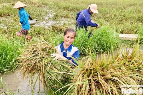 Nghệ An: Nhiều diện tích lúa hè thu mất mùa, giá giảm mạnh