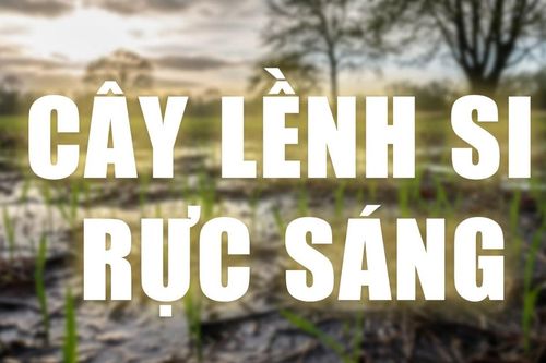 Truyện ngắn: Cây Lềnh si rực sáng