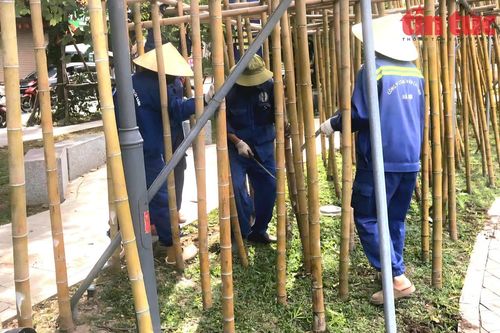 Hà Nội nhổ bỏ hàng loạt cây trúc chết khô bên hồ Trúc Bạch