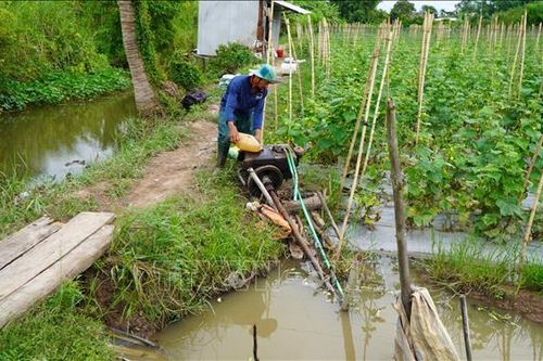 Đồng Tháp: Kịp thời gia cố đê bao xung yếu ứng phó với triều cường