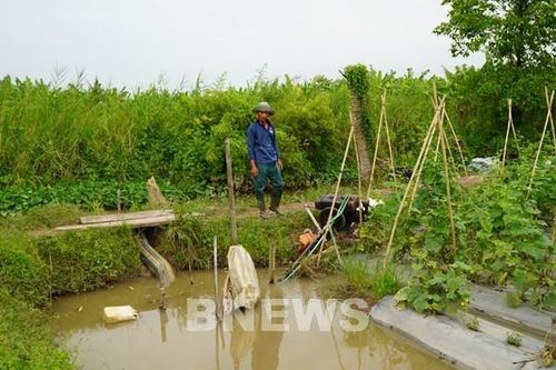 Đồng Tháp trước thử thách triều cường: Giữ đất, giữ mùa