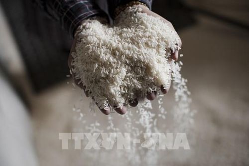 Giá gạo Thái Lan chạm mức cao nhất 3 tuần do đồng baht mạnh
