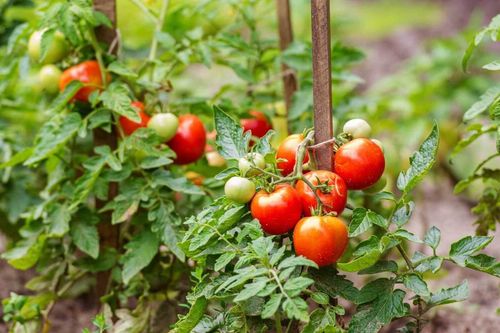 Loại quả được Mỹ đánh giá tốt nhất thế giới, ở chợ Việt bán rẻ vài chục nghìn, gặp phải mua ngay