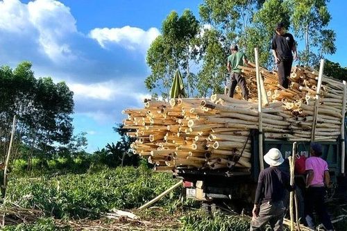 Phát huy lợi thế vùng nguyên liệu, đưa ngành chế biến gỗ bứt phá