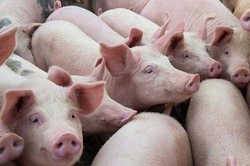 Giá heo hơi tại Gia Lai tăng 1.000 đồng, lên mức 59.000 đồng/kg