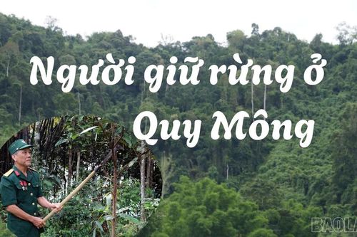 Người giữ rừng ở Quy Mông