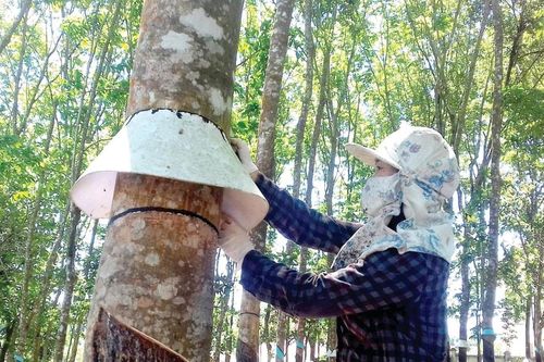 Tổ chức lại sản xuất ngành hàng cao su ở phía Tây