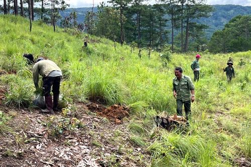 Trồng lại rừng thông ở khu vực bị cưa hạ tại xã Hiệp Thạnh