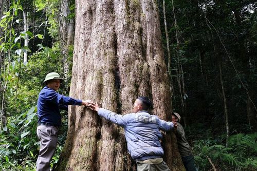 Thầm lặng giữ rừng thông đỏ trăm tuổi