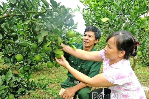 Ngành Nông nghiệp góp sức vào mục tiêu tăng trưởng hai con số của tỉnh