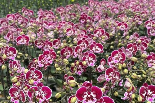 Tiên phong ứng dụng nông nghiệp công nghệ cao