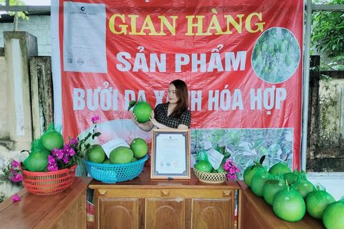 Trăn trở người trồng bưởi