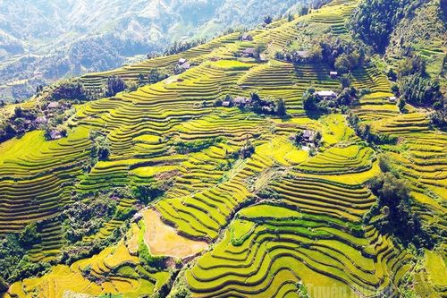 Bay trên bậc thang vàng