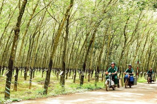 Đồng Nai gặp khó trong việc thu hồi đất cao su phục vụ dự án trọng điểm