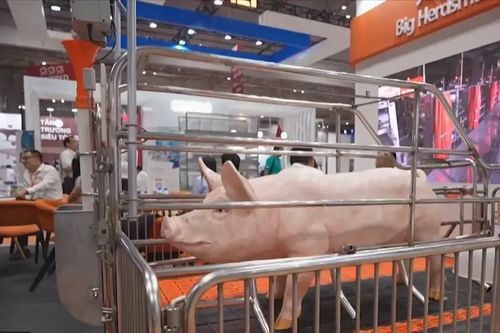 Vietstock 2025: Thúc đẩy phát triển ngành chăn nuôi Việt Nam