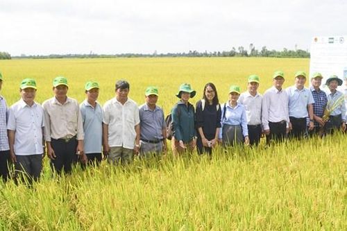 Giá gạo miền Tây đang giảm: Doanh nghiệp cùng vượt khó với nông dân