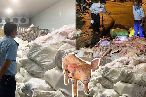 Phát hiện kho 100 tấn thịt lợn bẩn tại Gia Lai, chủ cơ sở bị phạt nặng