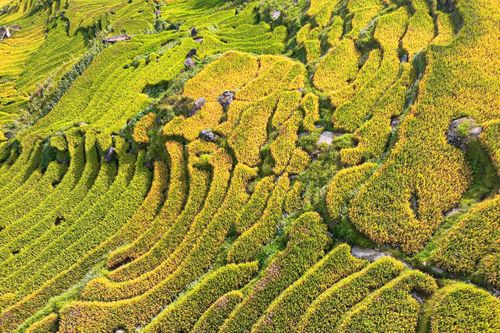Du khách nườm nượp đổ về ngắm lúa vàng trên núi cao 2.000m