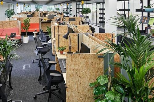 Loài cây hóa giải sát khí trong văn phòng làm việc, giảm stress hiệu quả