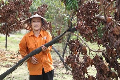 Cây chết khô sau bão, người dân làng cây cảnh ở Nghệ An lo mất Tết