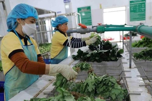 Bảo đảm nguồn cung rau xanh