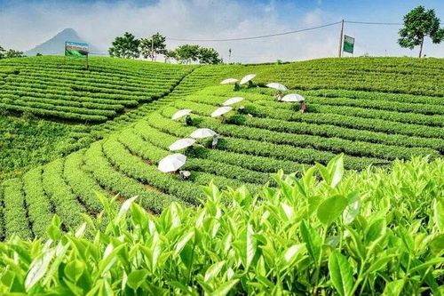 Cơ hội mới phát triển ngành chè Thái Nguyên