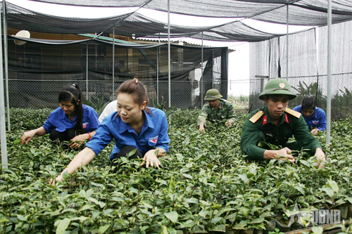 Đoàn Kinh tế - Quốc phòng 4 (Quân khu 4): 'Bốn bám, năm cùng' đồng hành cùng nhân dân thoát nghèo