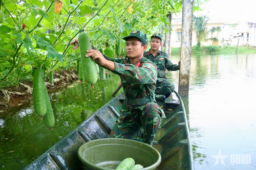 Những vườn rau xanh của bộ đội có gì đặc biệt?