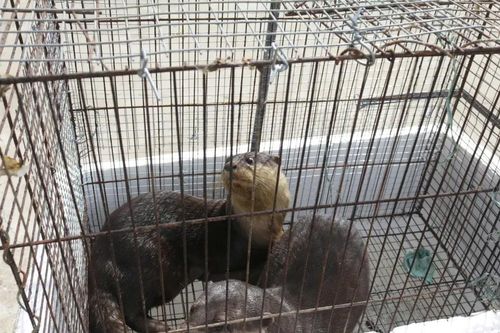 Đồng Tháp: Tiếp nhận hai cá thể rái cá quý hiếm để bảo tồn