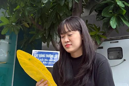 Cây bàng vuông xa nhà