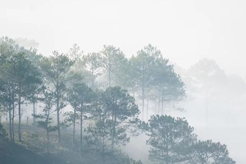 Dưới những tầng thông reo