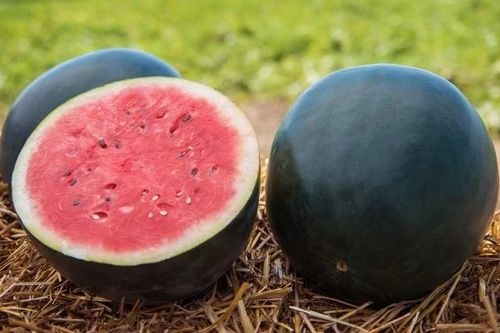 Tận thấy loại dưa hấu giá đắt đỏ 160 triệu đồng/quả