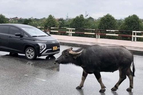 Công an tìm chủ sở hữu con trâu liên quan vụ tai nạn giao thông chết người