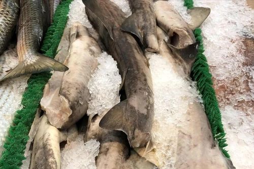 Bất ngờ thịt loài cá mập cực kỳ nguy hiểm xuất hiện trên kệ siêu thị