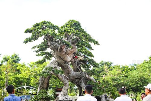 Chiêm ngưỡng 'cụ duối khủng' tụ hội về Quy Nhơn