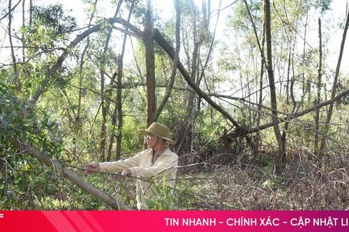 Keo rớt giá, người trồng rừng thua thiệt