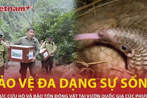 Nỗ lực cứu hộ và bảo tồn động vật hoang dã tại Vườn quốc gia Cúc Phương