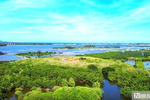 Chi 73 tỷ đồng mở rộng khu rừng ngập mặn nguyên sinh còn lại duy nhất ở Huế