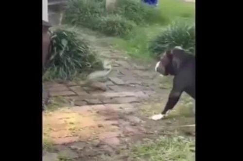 CLIP: Cuộc đối đầu nghẹt thở giữa chó Pitbull với rắn