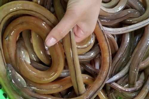 5 đặc sản vừa ăn vừa thử thách lòng can đảm