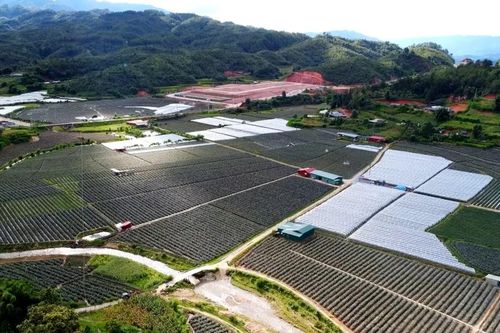 Chuyển biến mới trong cách nghĩ, cách làm của nông dân Púng Luông
