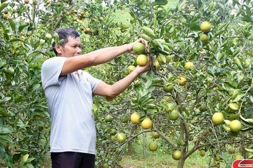 Sốp Cộp phát huy tiềm năng trồng cây ăn quả có múi