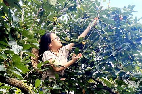 Đặc sản vùng cao khẳng định thương hiệu