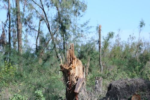 Nhiều cánh rừng ở Hà Tĩnh tan hoang sau bão