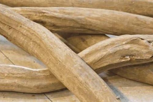 'Báu vật' trên bờ vực tuyệt chủng xuất hiện ở vùng núi đá Lạng Sơn, được mệnh danh là 'vương mộc', thế giới chỉ Việt Nam có