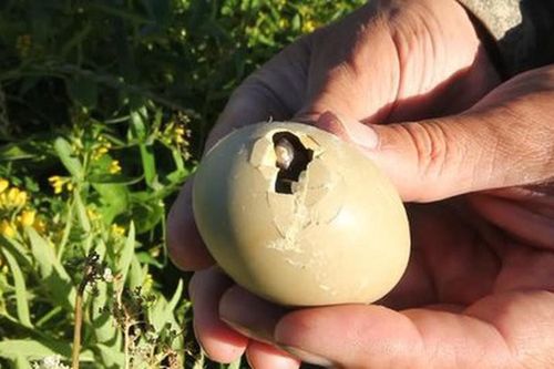 Loài chim quý hiếm bậc nhất thế giới, vừa nở ra đã biết bay