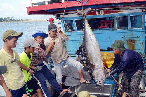 Một số mặt hàng hải sản Việt Nam đối mặt nguy cơ bị cấm nhập khẩu vào Mỹ