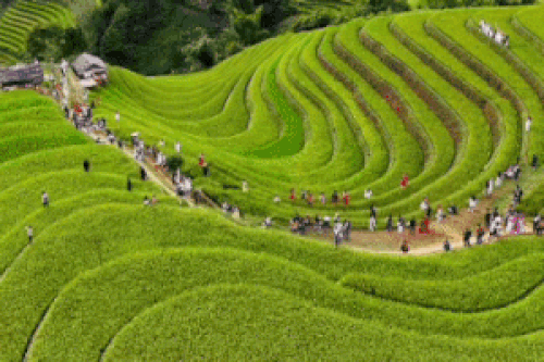Cảnh đông như hội tại Mù Cang Chải