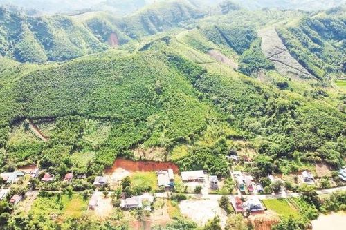 Dưới những cánh rừng quế ở Lào Cai